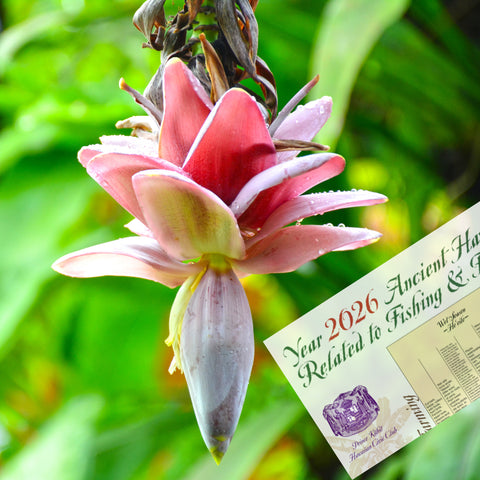 MOON☪︎ପଓ*ೃ様　　琉球*海花のたね 2026 Hawaiian Fishing & Farming Moon Calendar | Native Books