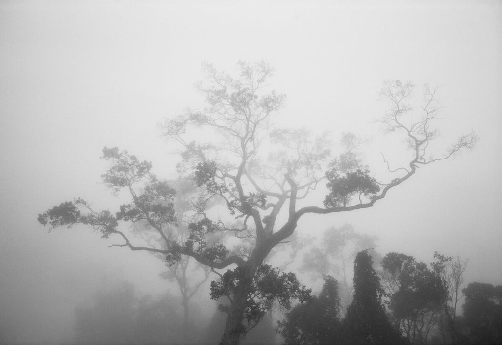 Ohiʻa in Mist Koloko Mauka - Kaupulehu Hawaiʻi Island 1979